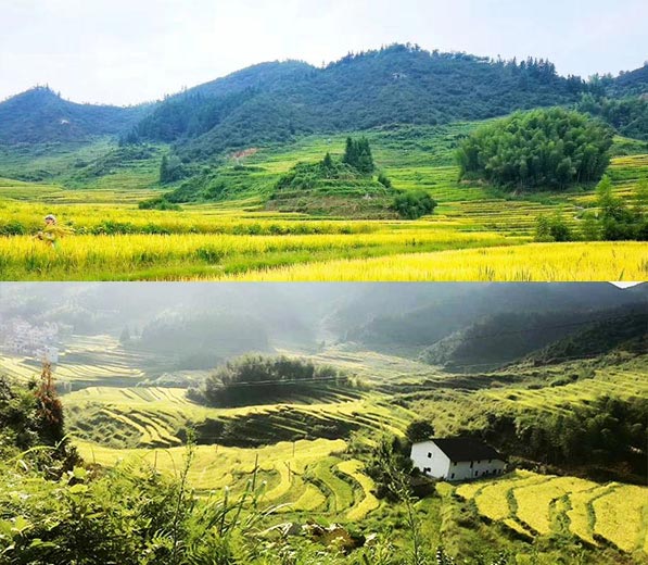 生態(tài)綠色基地