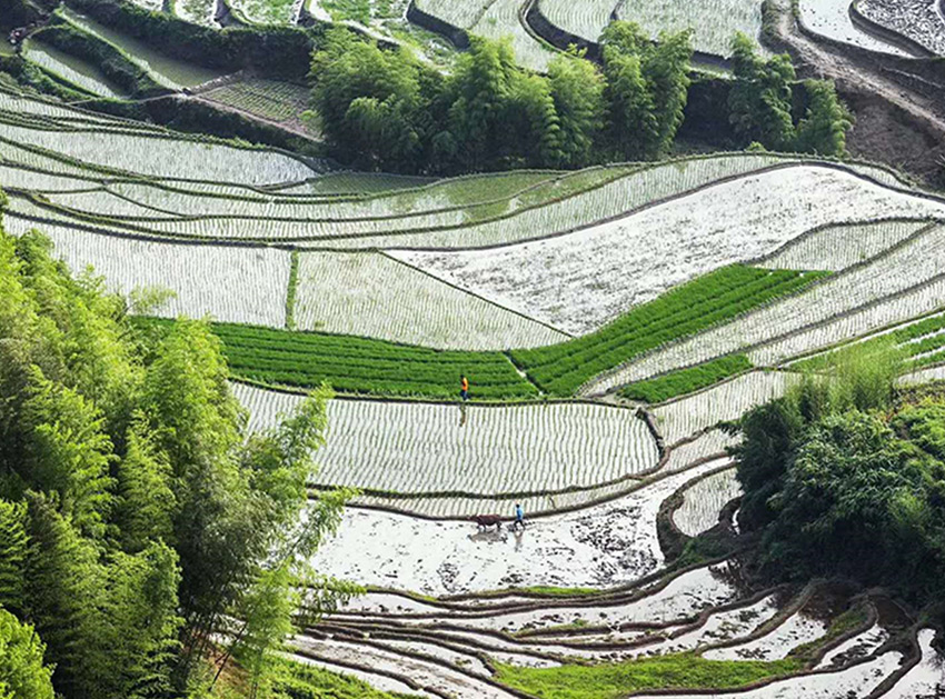 種植基地