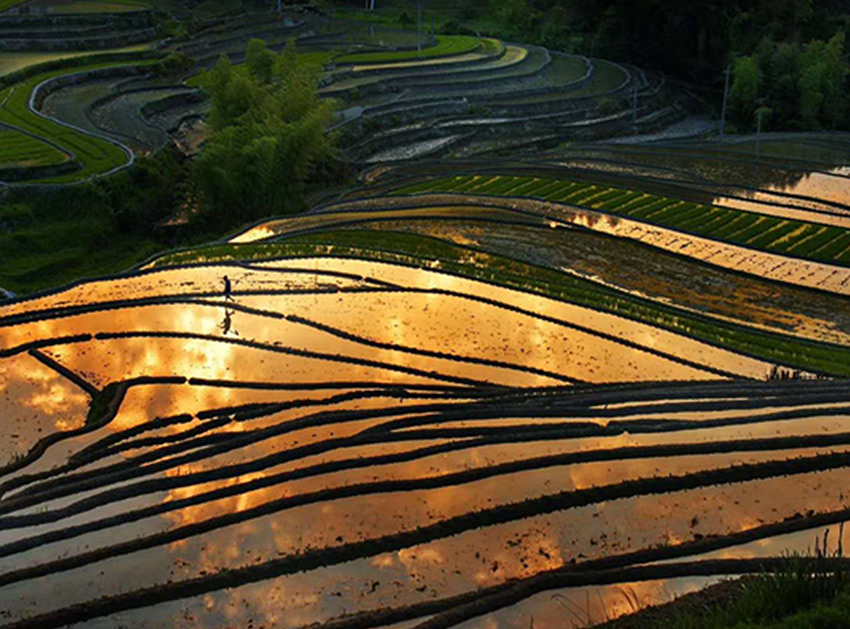 種植基地