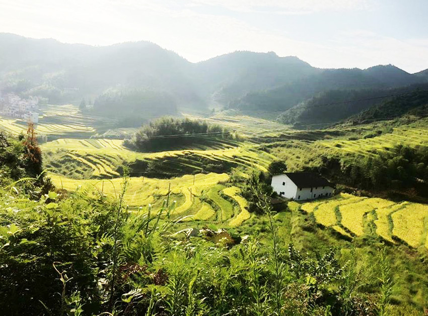 種植基地